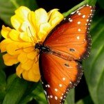 butterfly butterfly
