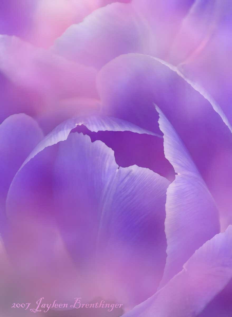 Flacăra violet – invincibila viziune colorată a curenţilor subtili