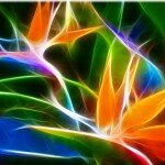Bird_of__Paradise