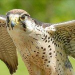 soim-dunarean-falco-cherrug