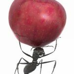 ant