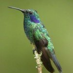 colibri