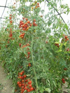 solar tomatoes
