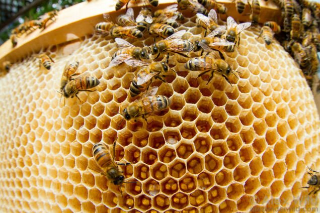 De ce albinele sunt pe cale de dispariție?